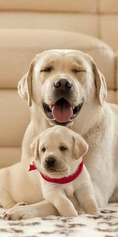 labrador