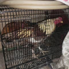 Aseel Murga Mianwali.
