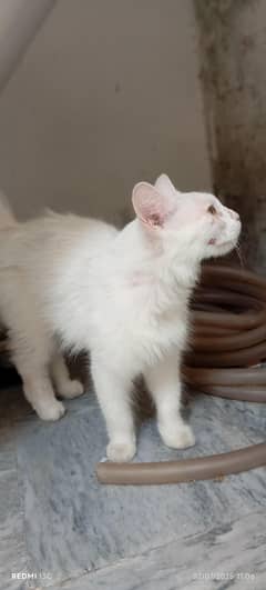 Persian cat and two kids black and white