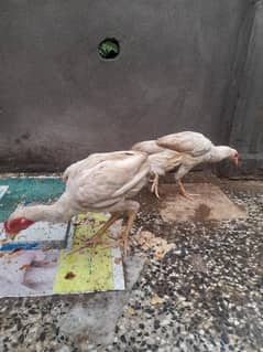 Heera johra