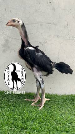Black oh shamo chicks