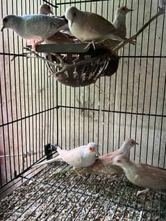 Red dove - Home breed