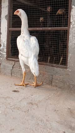 White Shamo Female | OH Shamo | King Shamo | pure aseel shamo