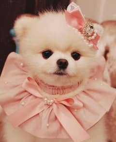 pomeranian puppies 03198435459