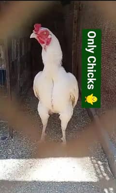 Heera