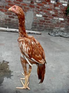 Aseel