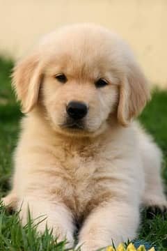golden retriever puppy 03198435459