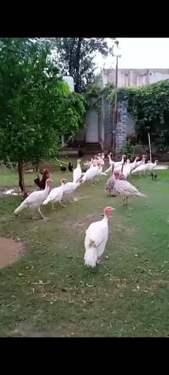 Turkey