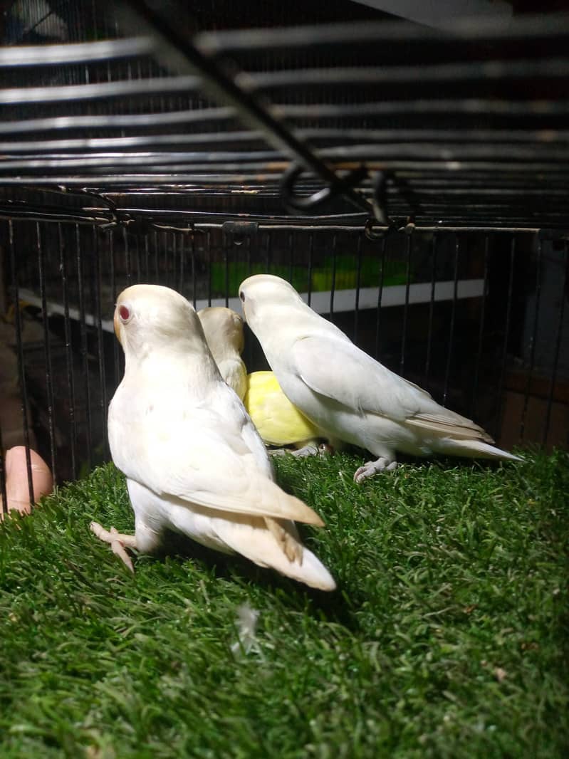 . Albino red eyes, decino lovebirds 2