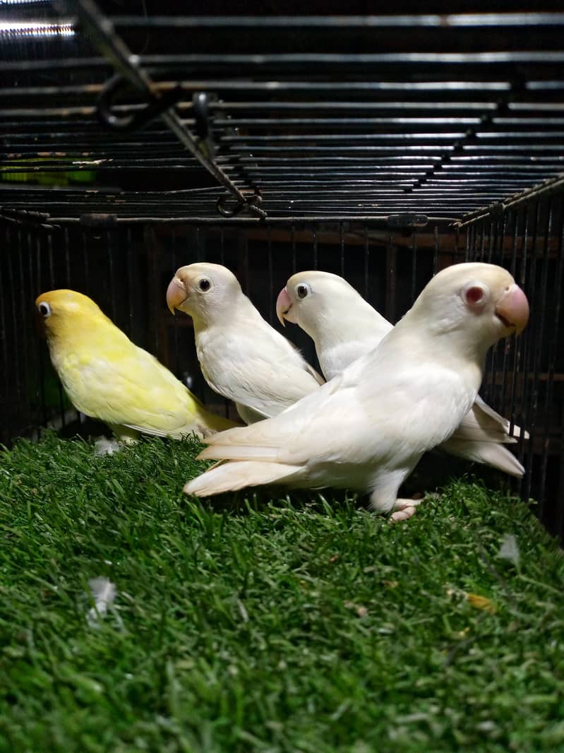 . Albino red eyes, decino lovebirds 3