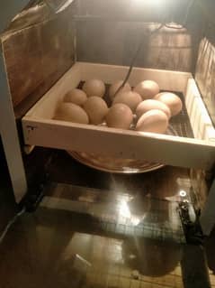 eggs incubator 12 volt
