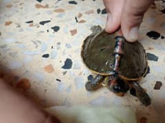Roofed Turtle