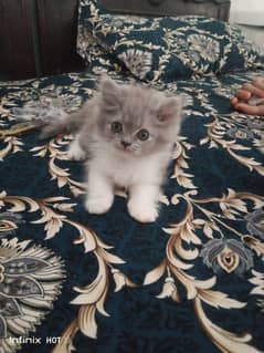 *Persian