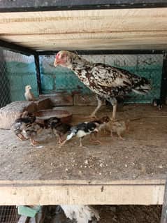 aseel 11 chicks hen in murga hai for sale