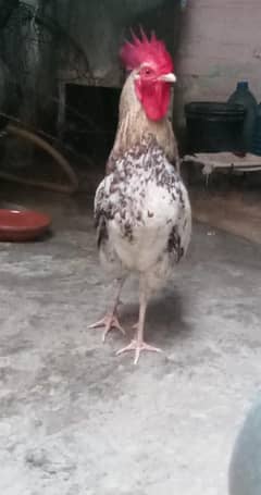 Pure Desi Murga