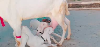 3 Bacchon Ka Sath Rajanpuri Bakri For Sale Call _03278290878