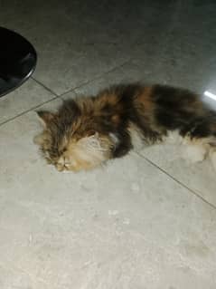 Calico