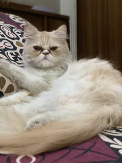 Bi colour persian cat