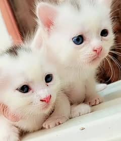 Double