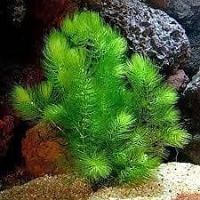 aquatic plants