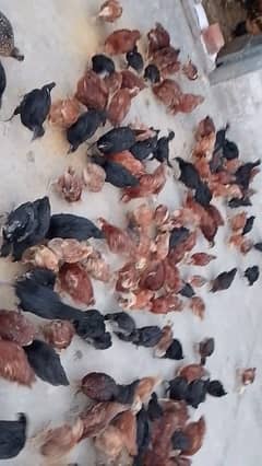 RIR Chicks | lohman brown black | astrolop chick | hens | golden msri