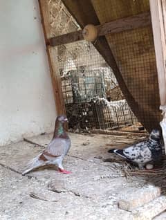 pair with eggs and chicks available