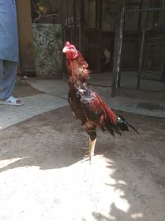 aseel
