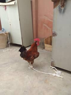 3desi murga for sale