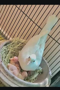 Crested Dove Breeder Pair
