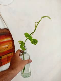 bottle
