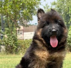 German Shepherd puppy for sale