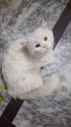 Pure white male Persian cat  Available in cheap price