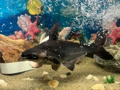 Triangular Aquarium with fishes up for sale