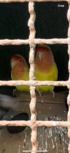 Pair of love birds