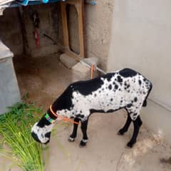 ablak