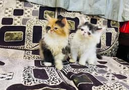 Show quality Persian kittens For sale only (Adults cats on adoption)