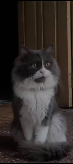beuti full cat. and very good loking