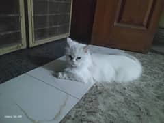 Cat for sale
