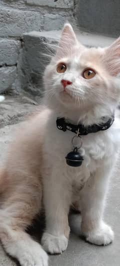 Persian