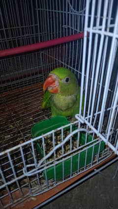 Baby Raw chick