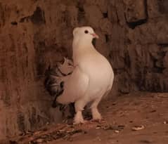 Laka pigeons