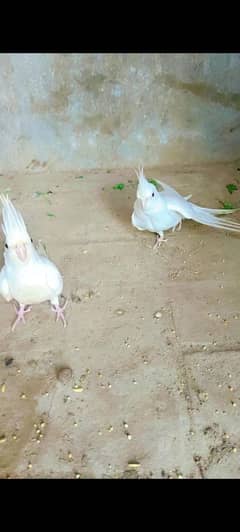 Cocktail Birds for sale
