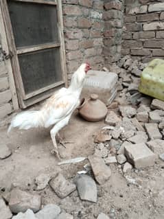 Aseel