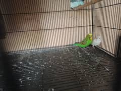 Exhibition king size red eye budgie female parrot