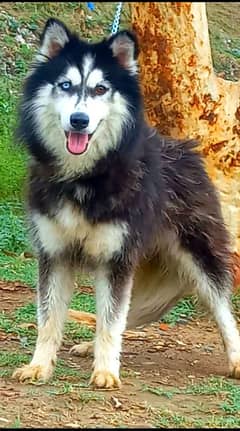 siberian