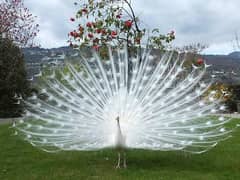 peacock