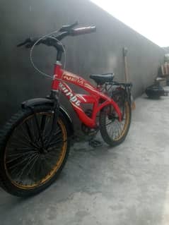 bachon