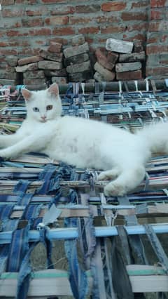 White Persian cat 6 months age | Double coated | 2 different eye