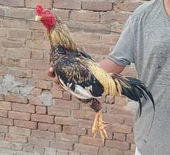 Sawaa