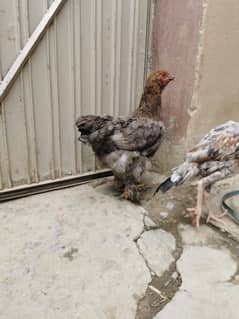 For Urgent Sale